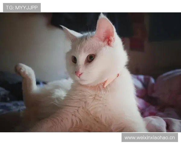 张楠家的猫都比你我活得精致